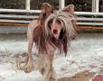 Sky Miracle Gabriel Chinese Crested