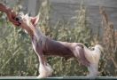 Angel O Check Dabl Vinner Chinese Crested