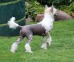 Solino's Top Secret Chinese Crested