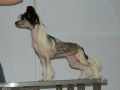Kallista Perfection Chinese Crested