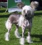 Dragon Moon After Dark Chinese Crested