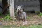 One The Cool Of Dior ze Zatopene Chajdy Chinese Crested