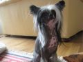 Mnsters Blenda Chinese Crested