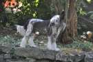 Jamie Lee Curtis Chinese Crested