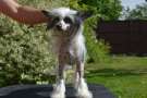 Avrora Ave Lindo Chinese Crested