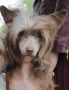 Lexy-Goldy Gold Anet Chinese Crested