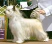 Gingery's Dance Fever Chinese Crested