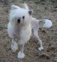 VDR Fair Lady of Tatooine Chinese Crested