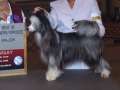 Olivera's Asyah Black PP Chinese Crested