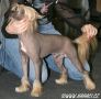 Zholesk Pich Pay Chinese Crested