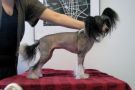 Jade Garden Highest Hope Chinese Crested