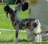 Mocci'z Scapa Chinese Crested