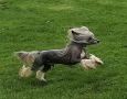 Be My Dog's Fritz Power Chinese Crested