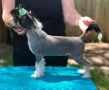 Wind, Like A Rolling Stone Chinese Crested