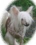 Ellen Champagne Bos Bohemia Chinese Crested