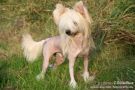 Frendor's Troublemaker Chinese Crested