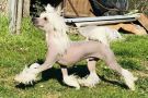 Victor z Jasne hvezdy Chinese Crested