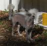 Whymsical's Princess Fiona Chinese Crested