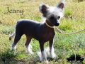 FineFire Jean d'Arc from BlackFairies Chinese Crested