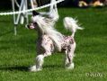 Pezhon  Kreating Style Chinese Crested