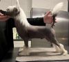 Nomilas Quba Libre Chinese Crested