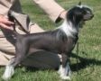 Mohawk Fatal Attraction Chinese Crested