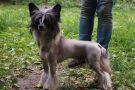 Kranar Wait and See Chinese Crested