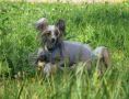 Dallas Lilu 5 Element Chinese Crested