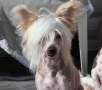 Reject's Cadillac Sixteen Chinese Crested