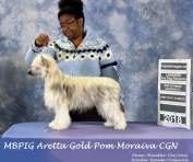 Mbpig Ch. Aretta Gold Pom Moravia Cgn