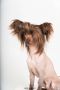 My Lucky Charm Grand Pri Chinese Crested