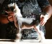 Sippelins Pride Dream Chinese Crested