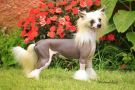 Alex (Rosario) Chinese Crested