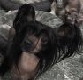 Country's Total Eclipse Chinese Crested