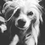 Practical Hero Out Of Order Chinese Crested