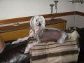 lynjonborn tigarlilly Chinese Crested