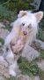 Markovicdog Astra Blue Apolon Chinese Crested