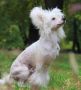 Irwin Chinese Crested