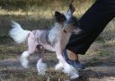 Magic of Success Hot Jazz Chinese Crested