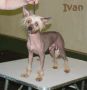 Six Gems Tall Dark N Handsome Chinese Crested