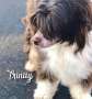 Estillinis Tru Coco Trinity Chinese Crested