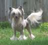 Crestyle Lady Marmelade HL Chinese Crested
