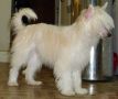 A Flash of Starlite Mahn Chinese Crested