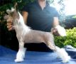 Primavera Odelli Chinese Crested