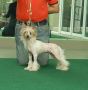 Rus Lorens Rainbow Hope Chinese Crested