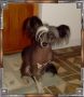 Outlaw's Ride'em Cowgirl Chinese Crested