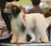 Dublicate Chinese Crested