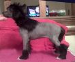 Sakkarra Dark Glittter Chinese Crested