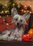 Gallurius Charming Lady Chinese Crested