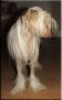 Juddona's Liberty Belle Chinese Crested